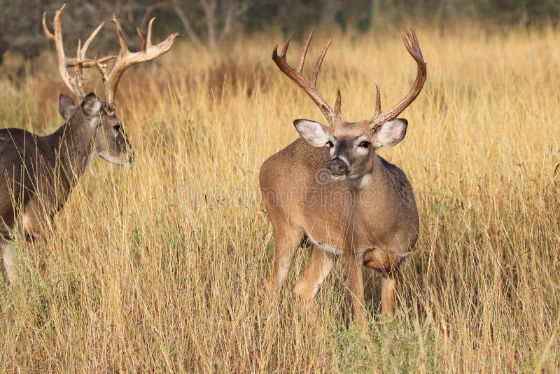 Two studs stock image