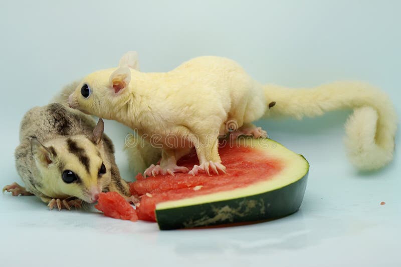 Two Sugar Gliders are Eating Watermelon. Stock Image Image of