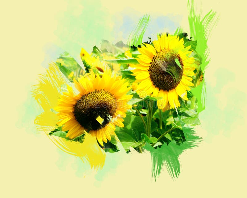 Two sunflowers