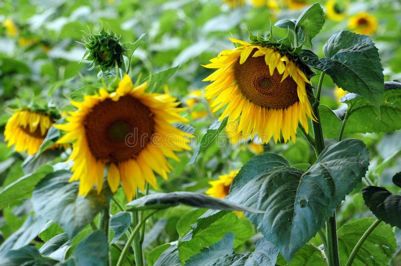 Two sunflowers in field