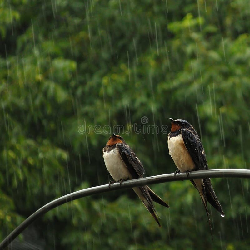 Two swallows in rain