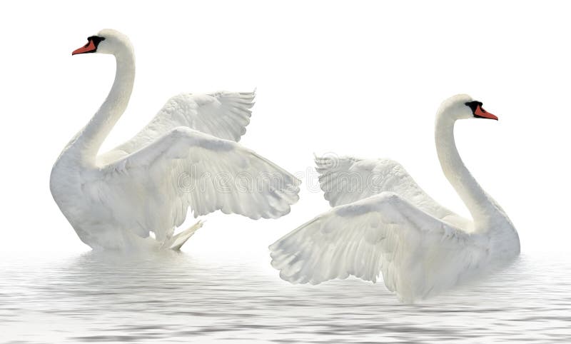 Two swans.