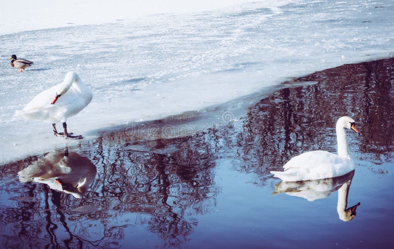 Two swans on the frozen pond swimming and standing on ice stock photography Two swans on the frozen pond swimming and standing on ice stock photography