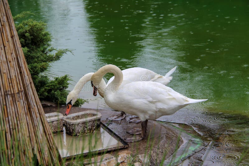 Two Swans Picture. Image: 1580225