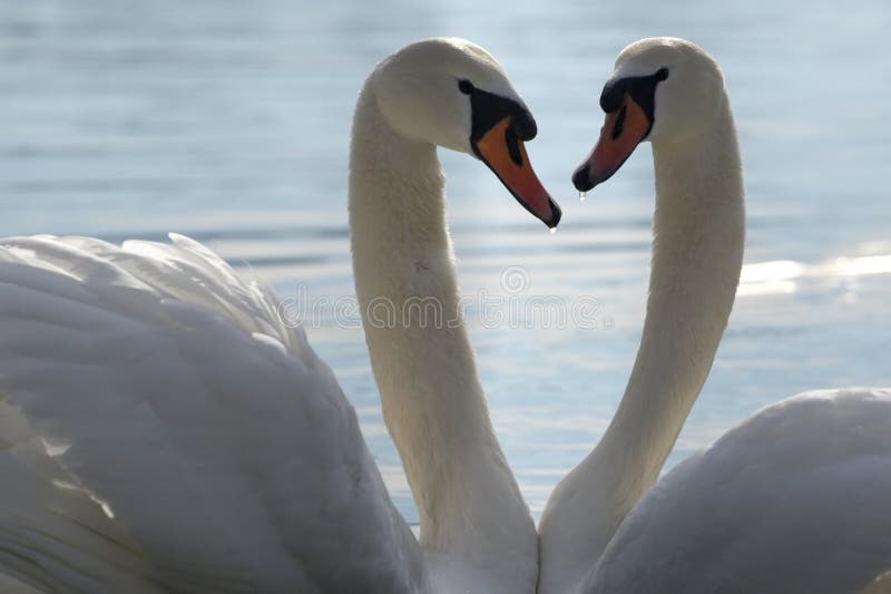 Two swans in love stock image. Image of beauty, biohazard - 1863243