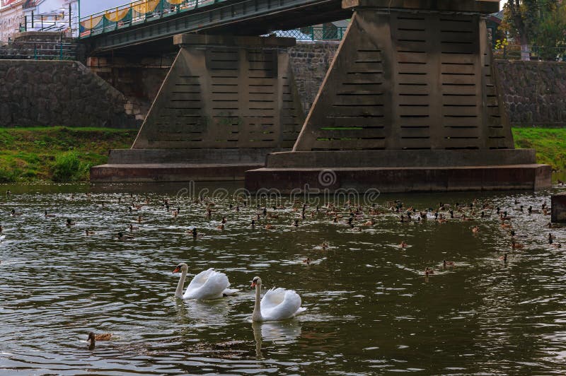 Two swans swimming up a tranquil river together in autumn royalty free stock photography Two swans swimming up a tranquil river together in autumn royalty free stock photography