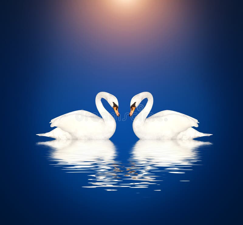 Two white swans on blue background royalty free stock photos Two white swans on blue background royalty free stock photos