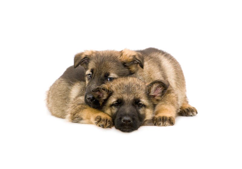 Two sweet Germany sheep-dog puppies