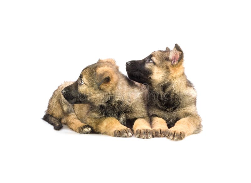 Two sweet Germany sheep-dog puppies