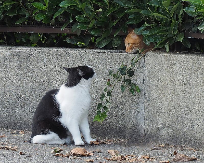 Two tabby cats stock photo. Image of cats, hedgerow 231556018