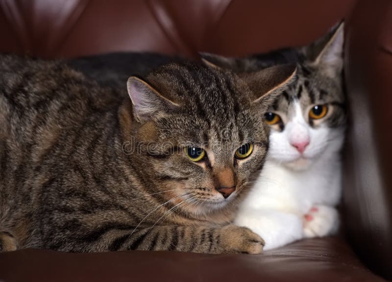 Two tabby cats together stock image. Image of mammal - 173427691