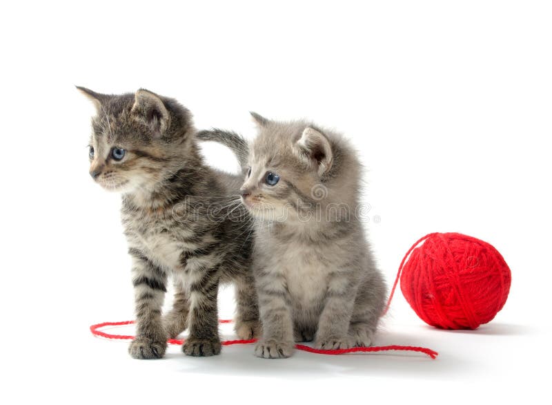 Two tabby kittens and yarn royalty free stock photos Two tabby kittens and yarn royalty free stock photos