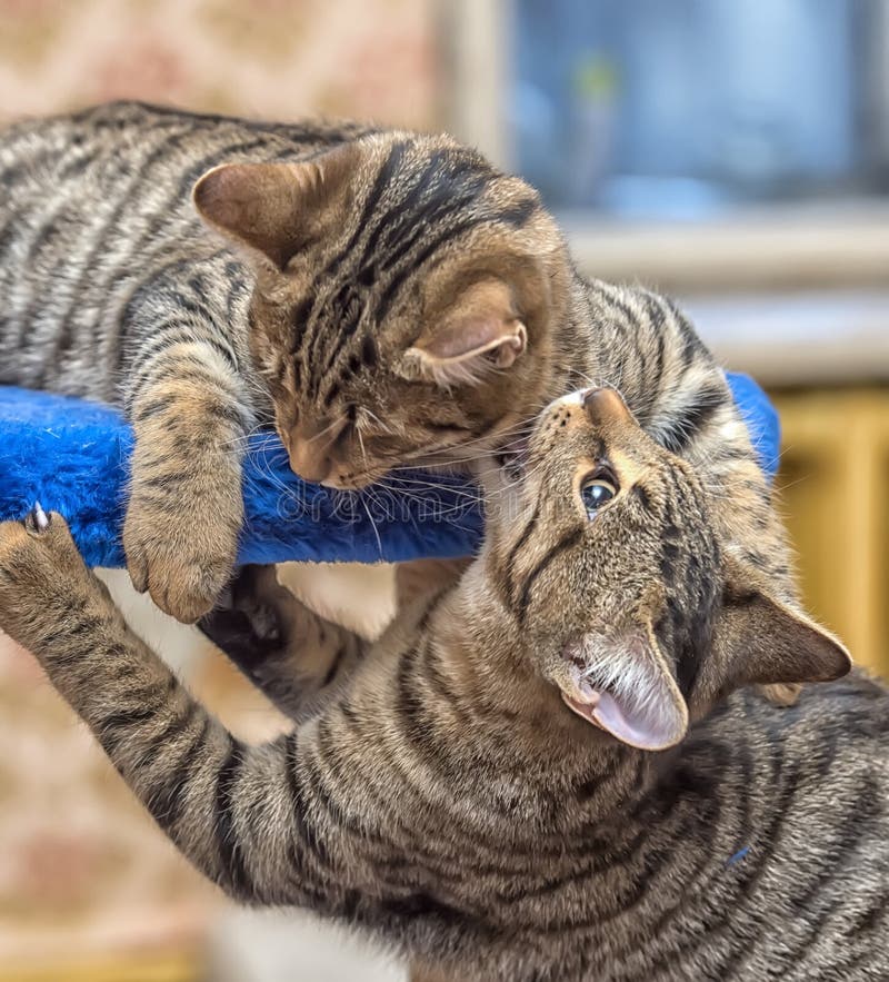 607 Two Cats Play Together Stock Photos Free & RoyaltyFree Stock