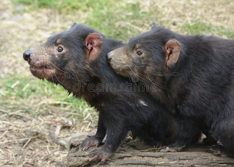 Two Tasmanian Devils sitting together royalty free stock images Two Tasmanian Devils sitting together royalty free stock images