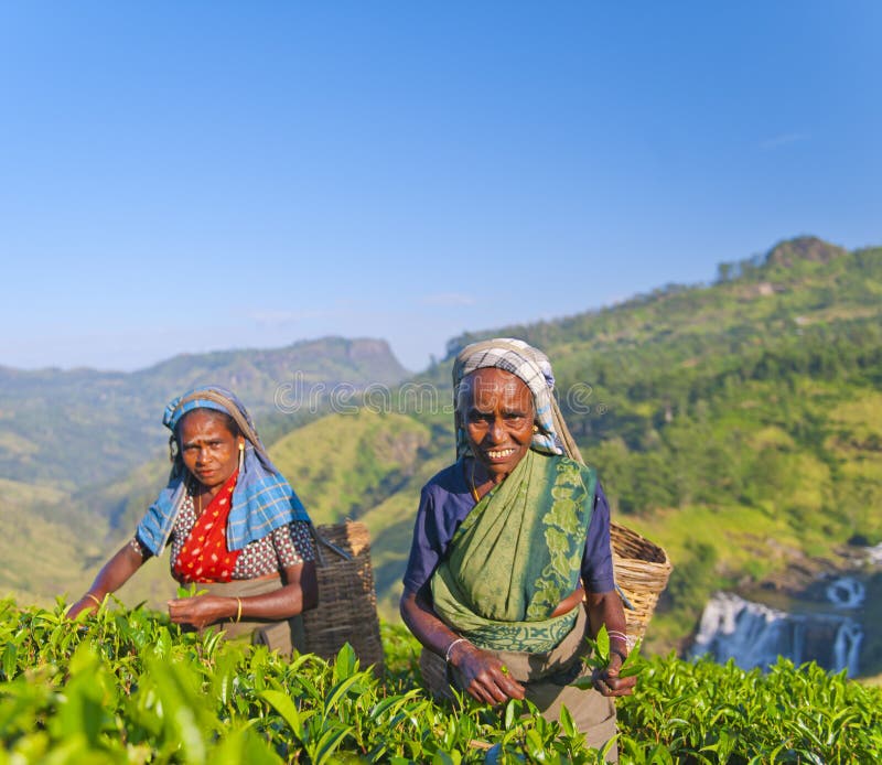 Two tea pickers smile as they pick leaves.