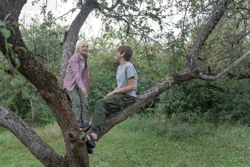 Two teenage boys climb tree and laugh. Children have fun in park or forest sitting on wood branches