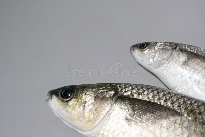 Two thick lipped grey mullet fish on grey background with copy space on left