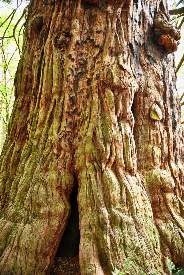 Methusula Redwood