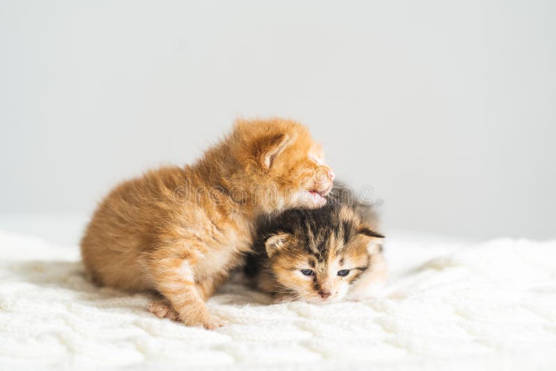 Two Three Weeks Old Different Colored Kittens on a Woolen Blanket. Pet