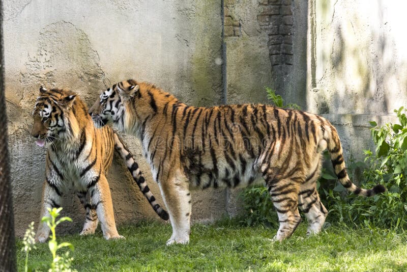 Two young Bengal Tiger Cubs play-fighting at Cougar Mountain Zoo Stock  Photo - Alamy