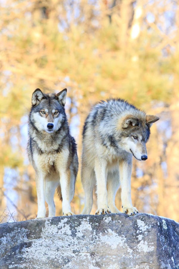 Two timber wolves on ridge with intense stare