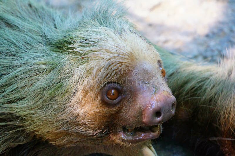 Slowest Animal Stock Photos - Free & Royalty-Free Stock Photos from Dreamstime Slowest Animal Stock Photos - Free & Royalty-Free Stock Photos from Dreamstime