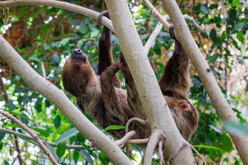 Two-toed sloth, Choloepus didactylus, climbing in a tree. This nocturnal and arboreal species is endemic to South America