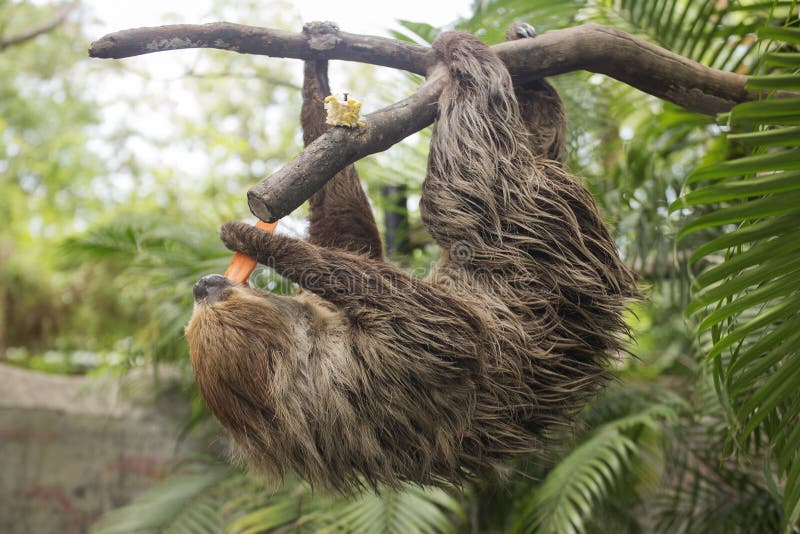 Twotoed Sloth Eating Carrot Stock Photo Image of slow, cute 71864134