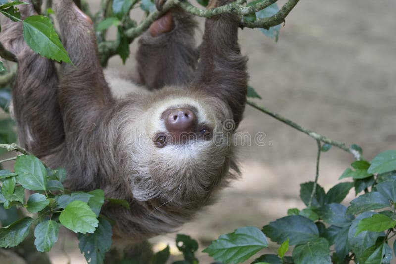 Two toed sloth hanging in tree stock photo