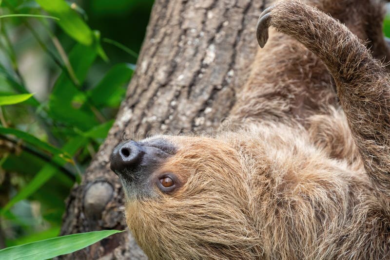 Two-toed sloth, Choloepus didactylus, hanging in a tree. This nocturnal and arboreal species is indigenous to South America. Two-toed sloth, Choloepus didactylus, hanging in a tree. This nocturnal and arboreal species is indigenous to South America