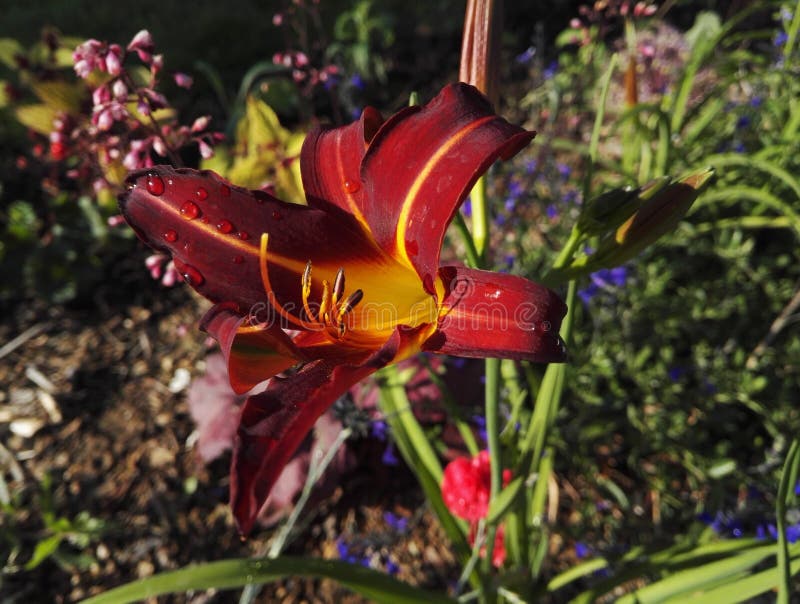 Two tone Daylily , Hemerocallis `Autumn Red`, flaming red with yellow heart. With its showy flowers, the daylily is a remarkable and superb perennial to the