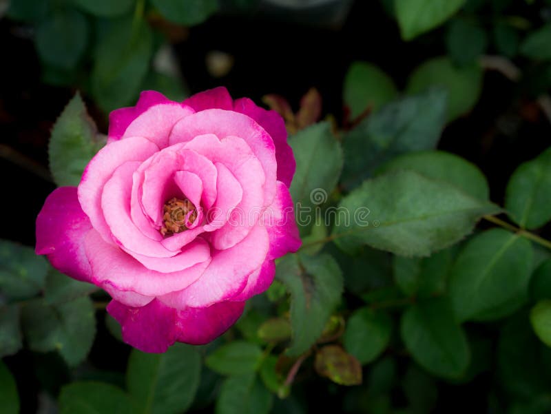 Two Tones Pink Rose Flower Blooming Stock Image - Image of close ...