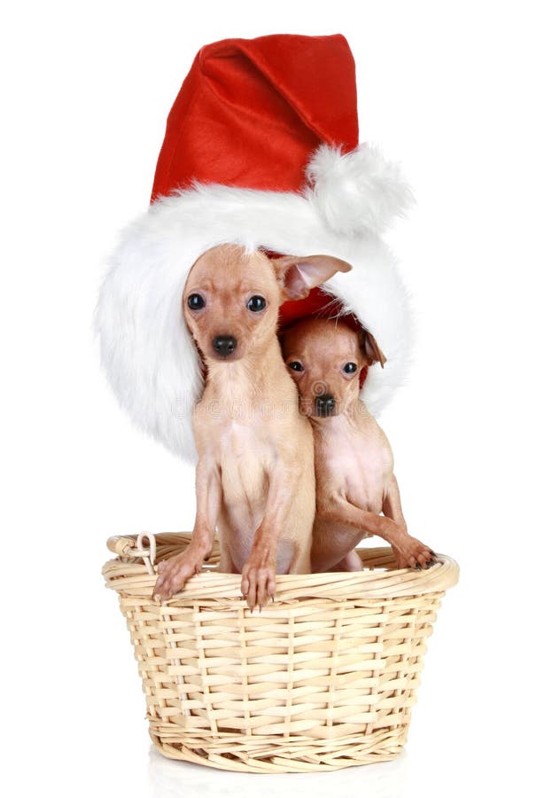 Two Toy terrier with Christmas cap in basket