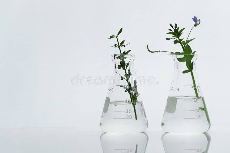 Two transparent glass laboratory science flask with wild purple flower green plant with water on white background royalty free stock image Two transparent glass laboratory science flask with wild purple flower green plant with water on white background royalty free stock image