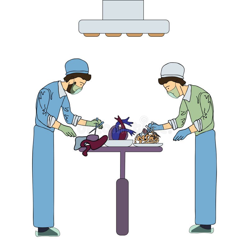 Two transplant surgeons work with organs for transplantation. Medical vector illustration, isolated on white. stock illustration Two transplant surgeons work with organs for transplantation. Medical vector illustration, isolated on white. stock illustration