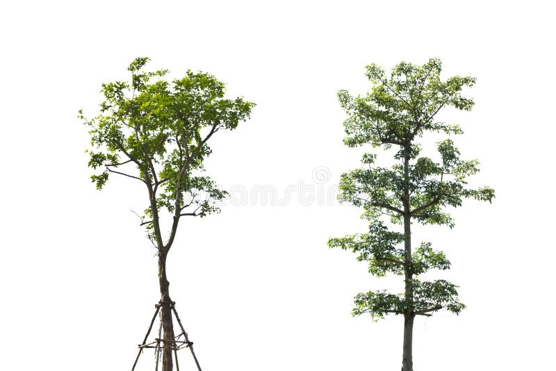 Two tree on white background