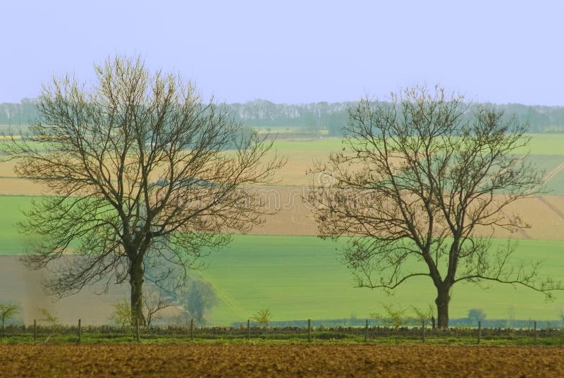 Two trees stock photo. Image of trees, farmland, spring 2237060