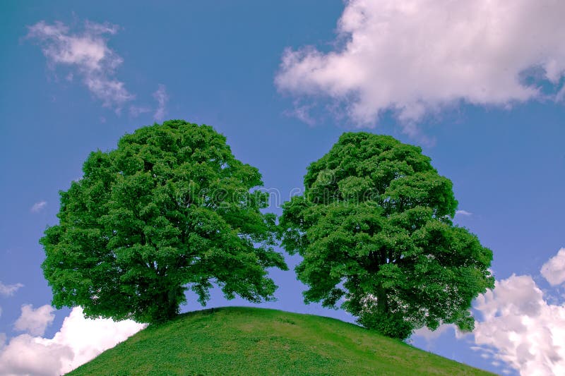 Two trees