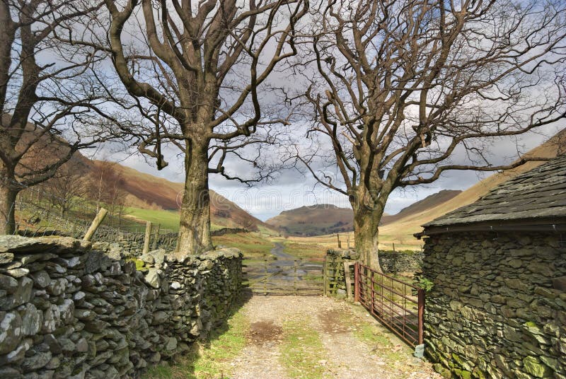 Two trees and a farm gate