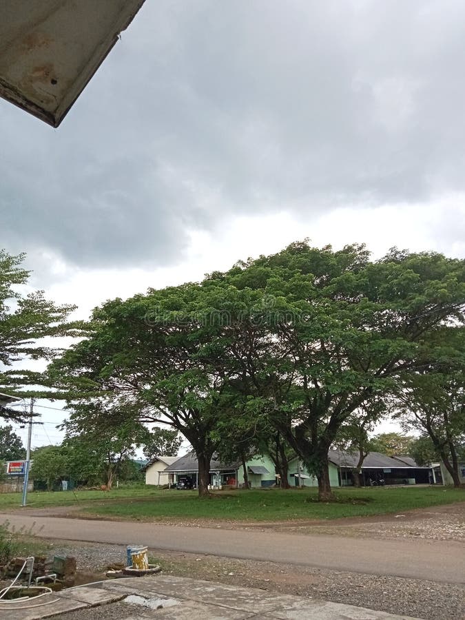 Two Trees that Grow Together Just Like Us Stock Image Image of suburb