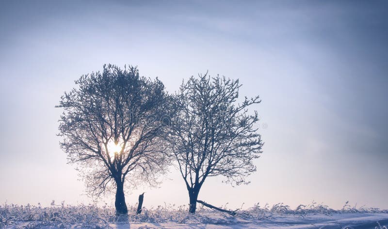 Two trees at winter sunset stock photo. Image of cold - 38693076