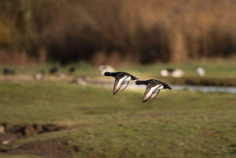 Two Tufted Ducks Aythya fuligula in flight