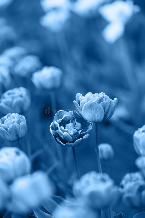 Two tulips leaning against each other tinted in Classic Blue - color of the year 2020. Natural background with place for text