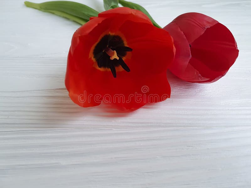 Two tulips on white wooden, sadness funeral mourning