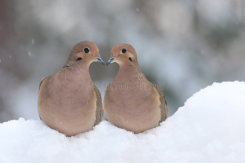 Two Turtle Doves