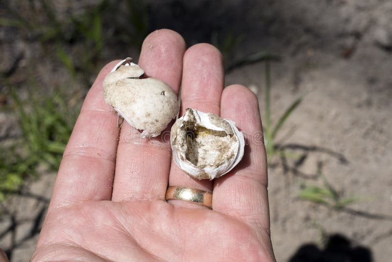 Turtle Eggs Shells Broke Open By Predator Held In Hand ...