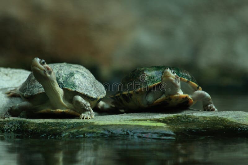Two turtles stock image. Image of small, relationship 10677349
