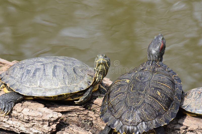 The image shows three turtles resting on a rough log beside a small lake in. Two are clearly visible, with part of a third turtle on the far right edge of the frame. The turtles are positioned close together, basking in the sunlight. The turtle on the left has a greenish-gray shell with lighter yellow markings and a striped neck and face. It is facing slightly toward the camera, with its head raised as if observing its surroundings. The turtle on the right has a darker shell with intricate yellow line patterns and a distinctive red marking behind its eye, identifying it as a red-eared slider. Its head is tilted upward, as though soaking up the warmth. The log beneath them has cracked, textured bark, and the water in the background appears calm with gentle ripples. The overall scene captures a peaceful moment of turtles sunning themselves along the edge of a pond or lake. Martin Park in Oklahoma State. Gray water snake stock images, royalty-free photos and pictures