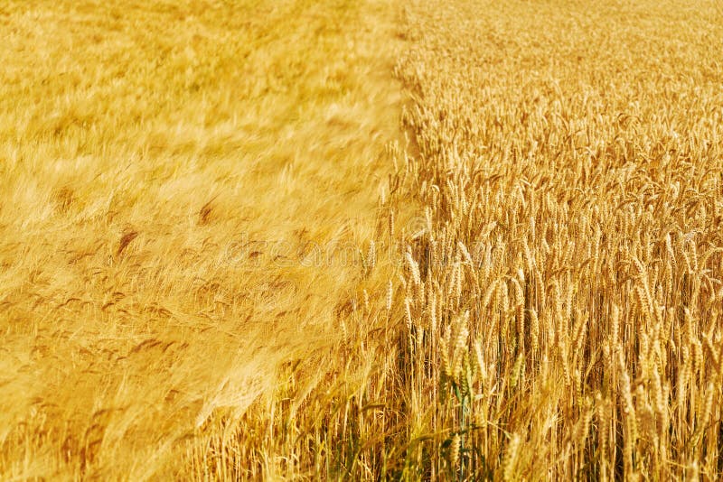 Two Types of Ripe Crops on Yellow Wheat Fields in Summer Stock Photo