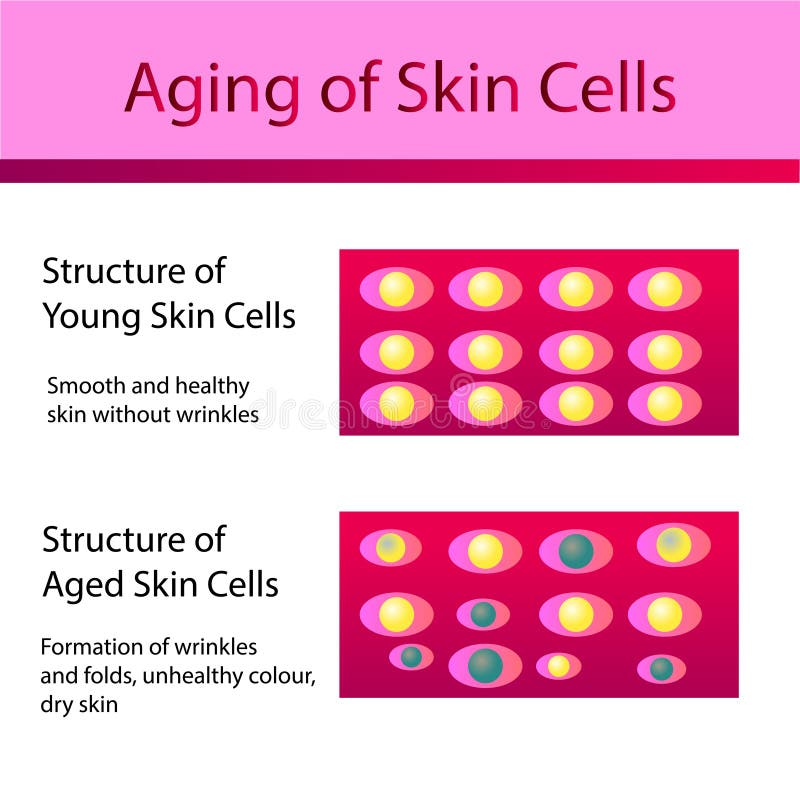 two types of skin cells young and aged skin stock vector two types of cells
